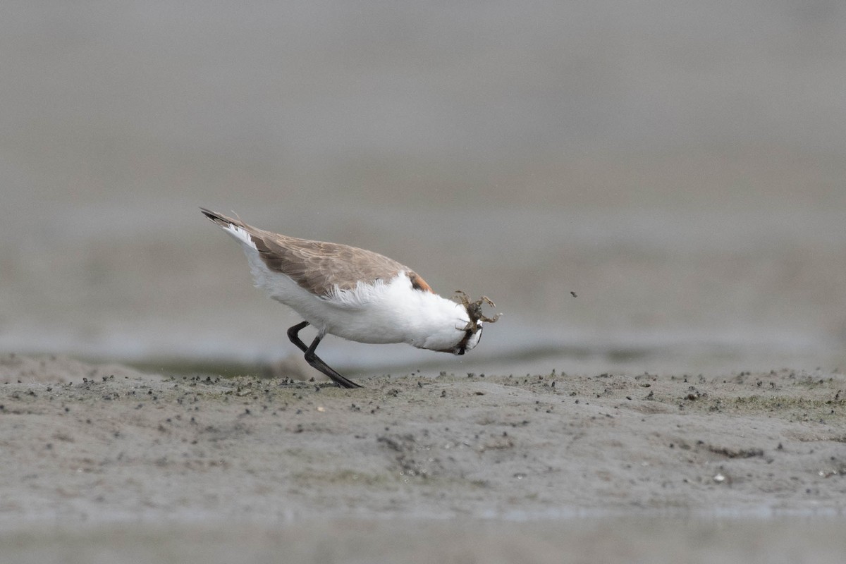Red-capped Plover - ML89409111