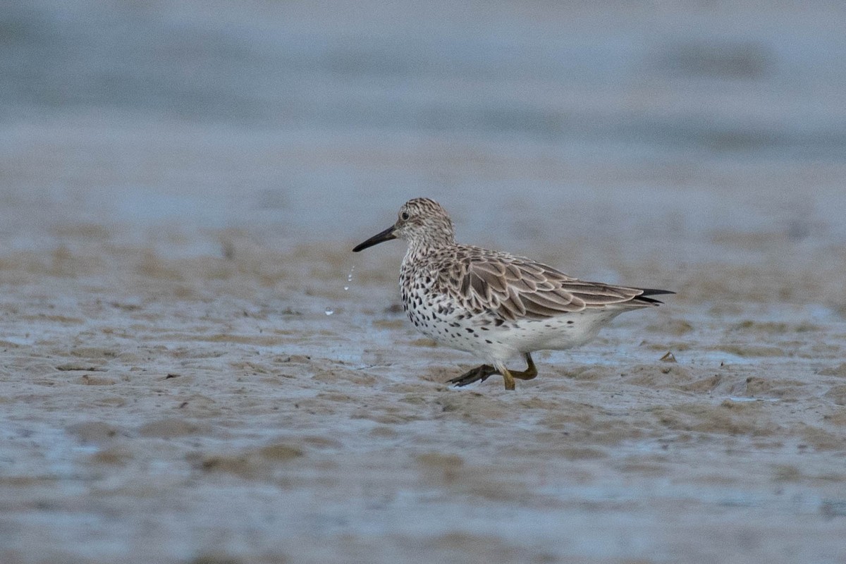 Great Knot - ML89409621