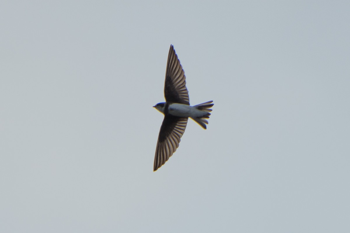 Bank Swallow - Conor Scotland