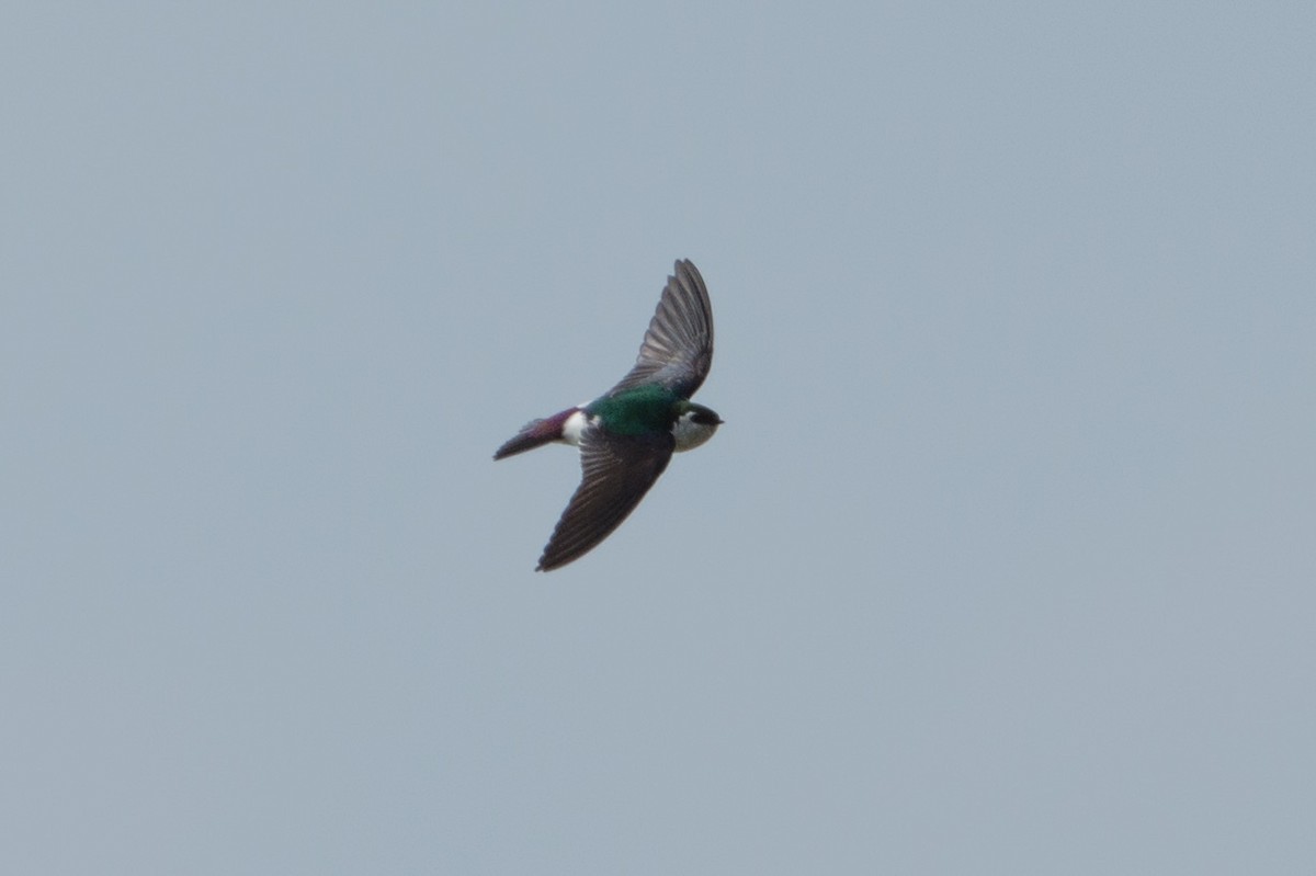 Violet-green Swallow - Conor Scotland