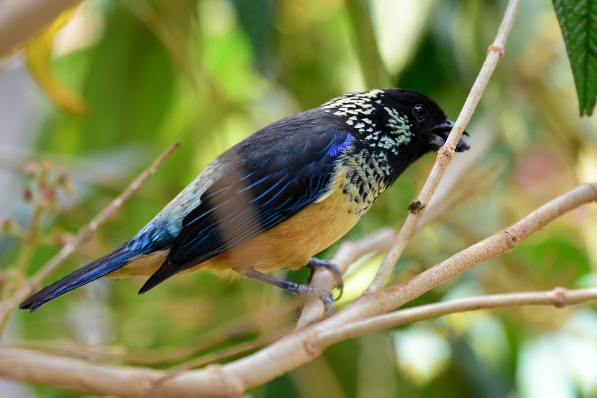 Spangle-cheeked Tanager - ML89411131