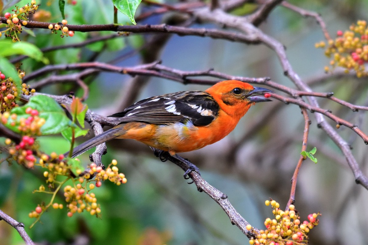 Flame-colored Tanager - ML89411841