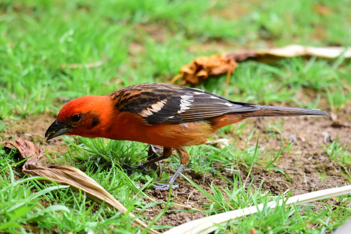 Flame-colored Tanager - ML89412381