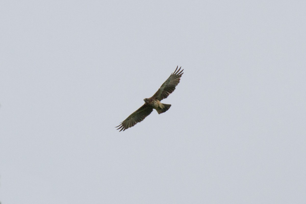 Pygmy Eagle - ML89415291