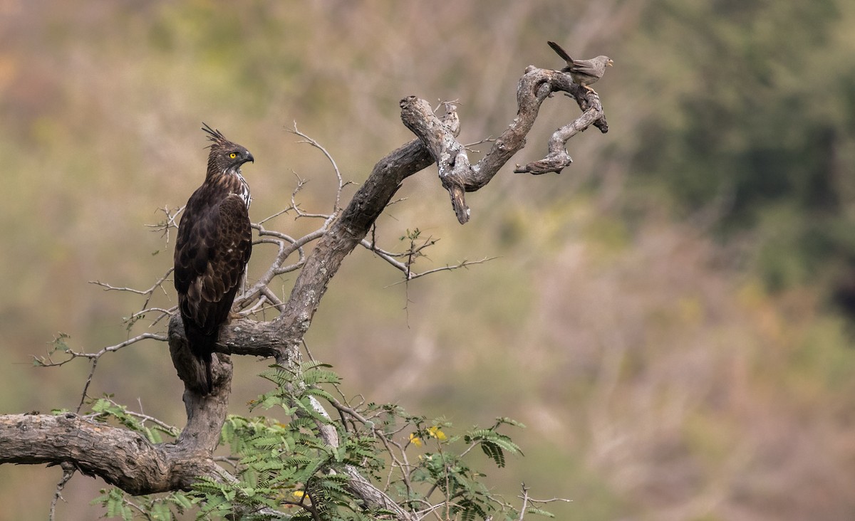 Changeable Hawk-Eagle (Crested) - ML89415941