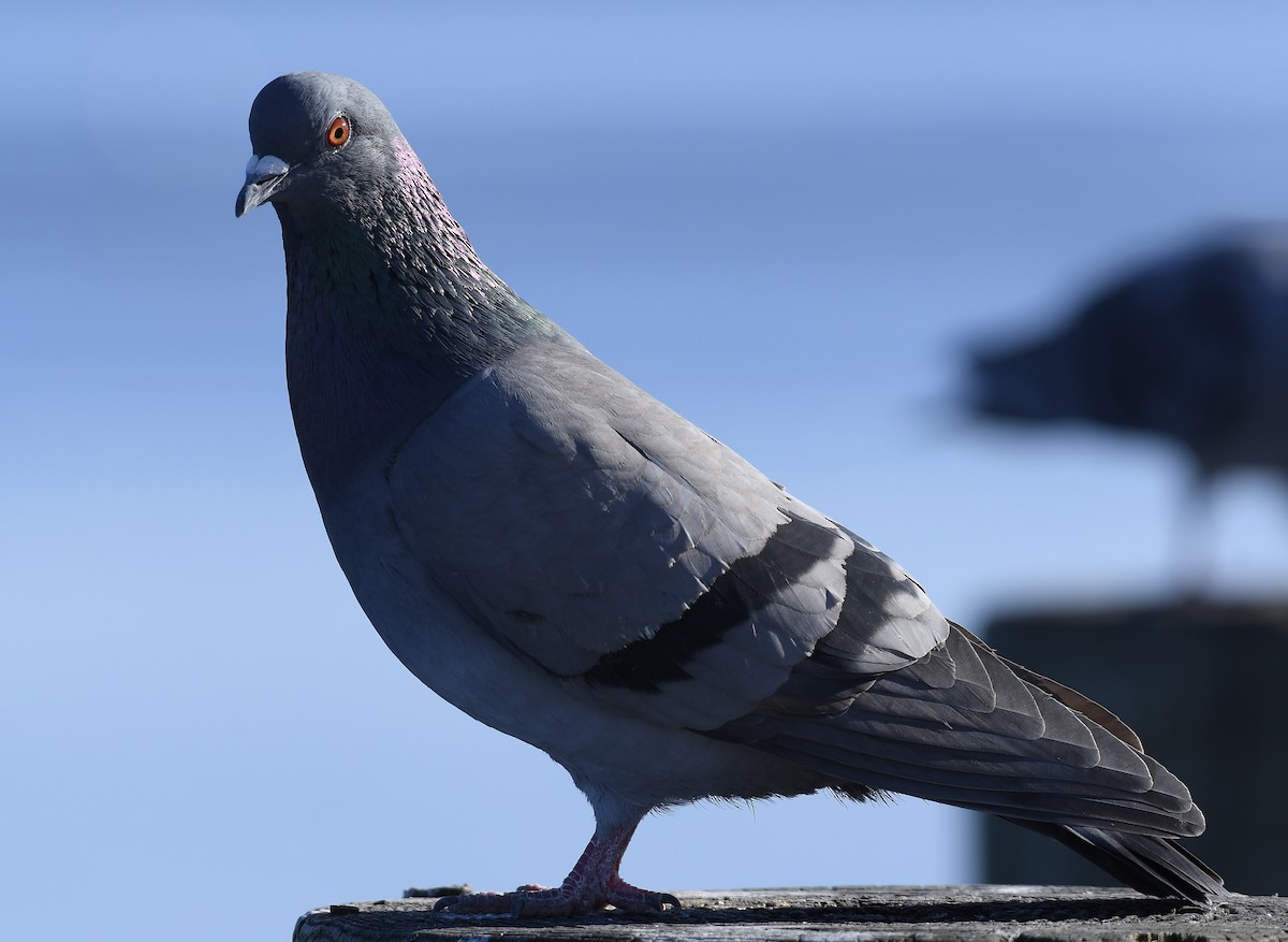 Rock Pigeon (Feral Pigeon) - Linda Ankerstjerne Olsen