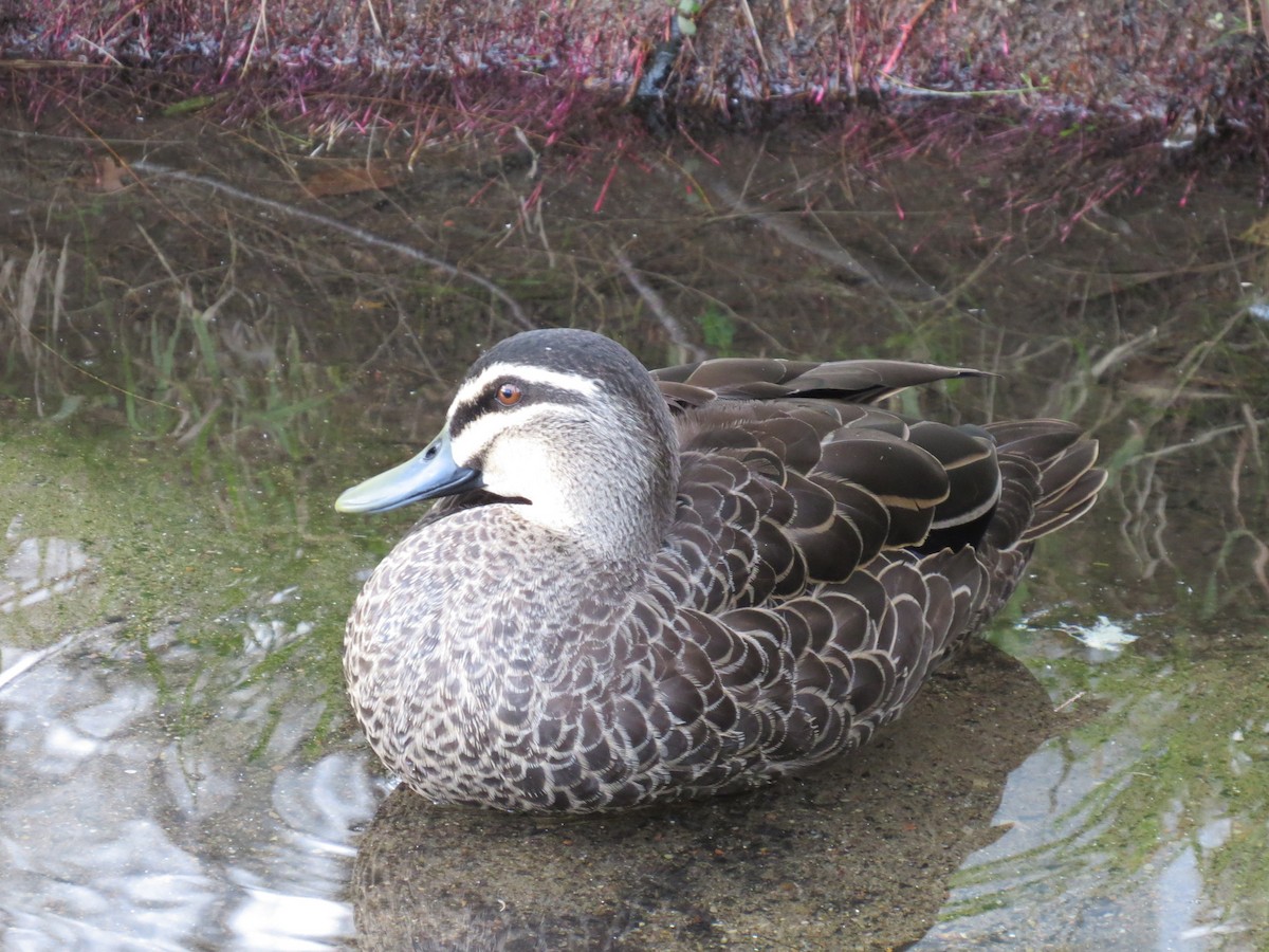 Pacific Black Duck - Kevin Keirn