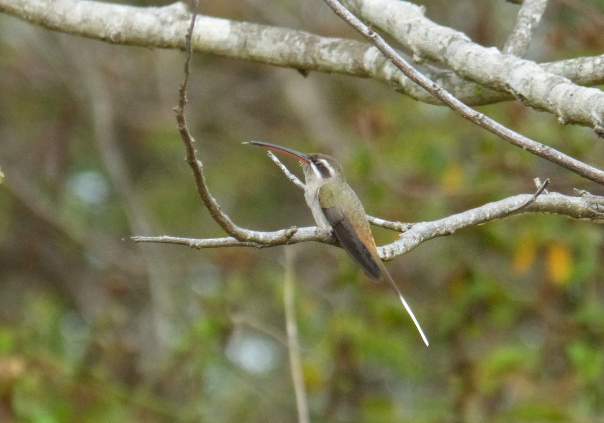 Sooty-capped Hermit - ML89423341
