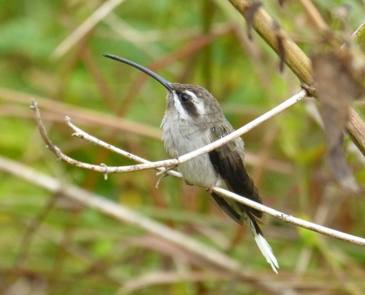 Sooty-capped Hermit - ML89423371