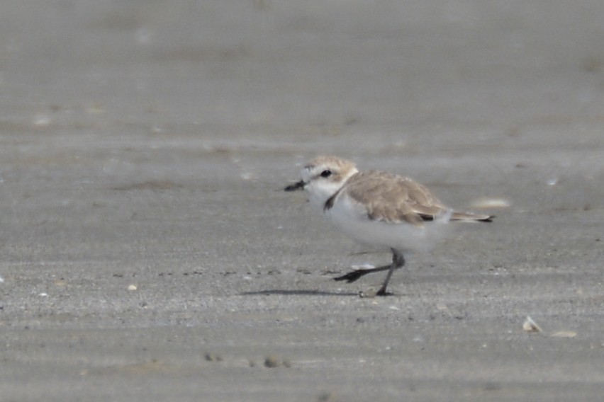 Snowy Plover - Patrick Maurice