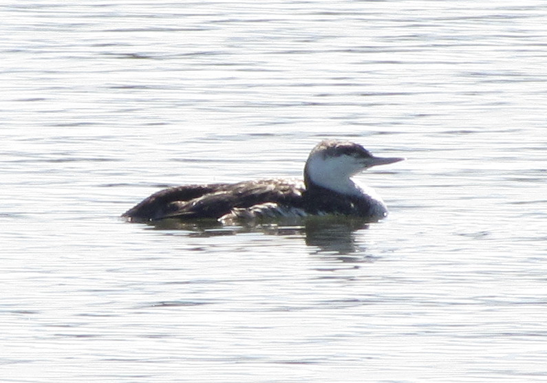 Red-throated Loon - David Nickerson