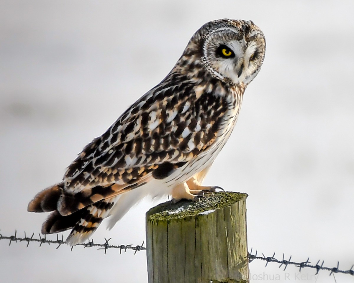 Short-eared Owl - josh Ketry