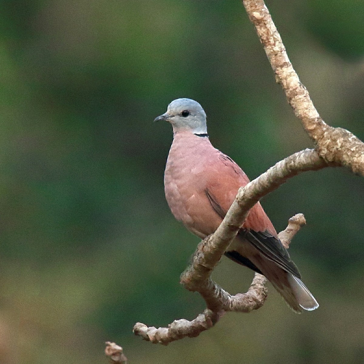 Red Collared-Dove - ML89424961