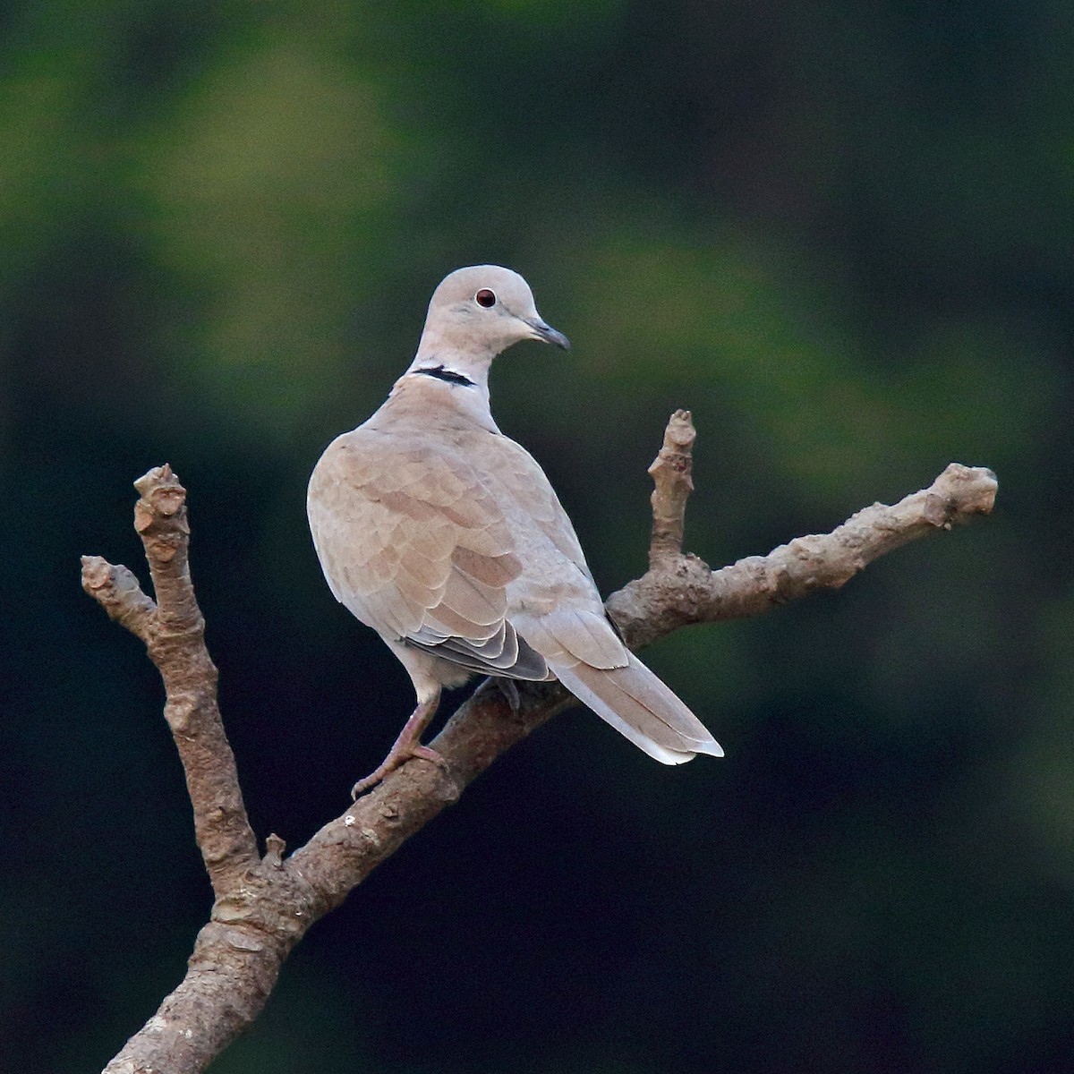 Eurasian Collared-Dove - ML89424971