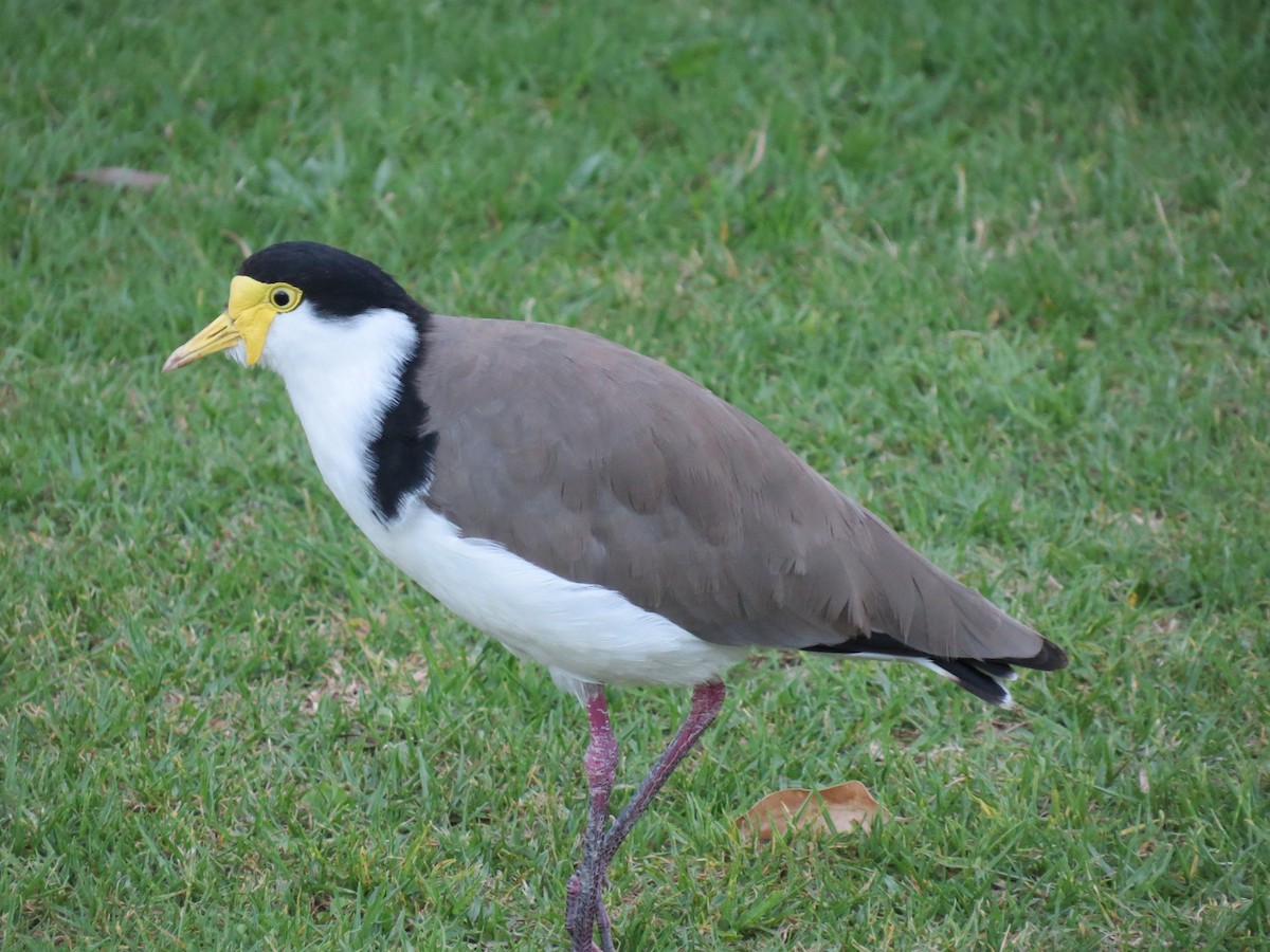 Masked Lapwing - Kevin Keirn