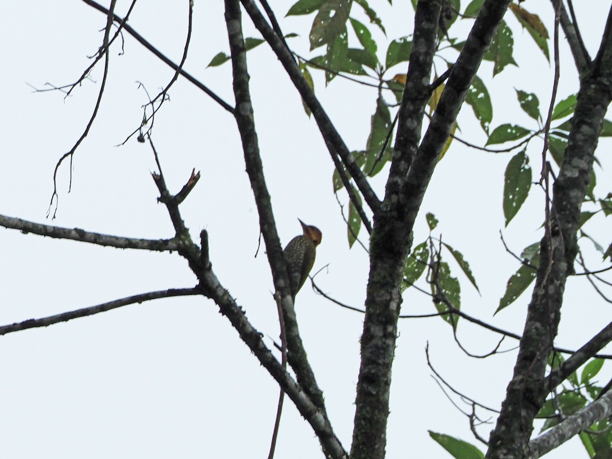 White-throated Woodpecker - ML89426311