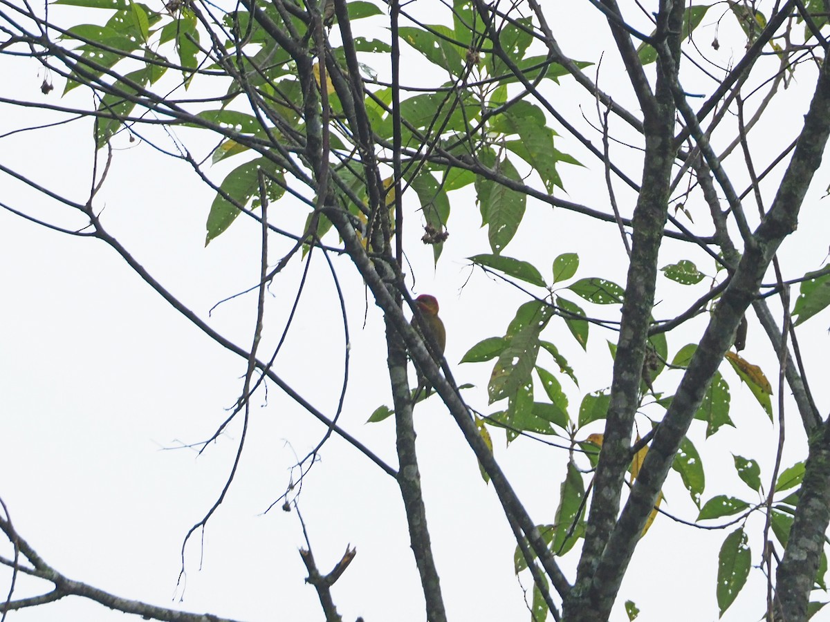 White-throated Woodpecker - ML89426321