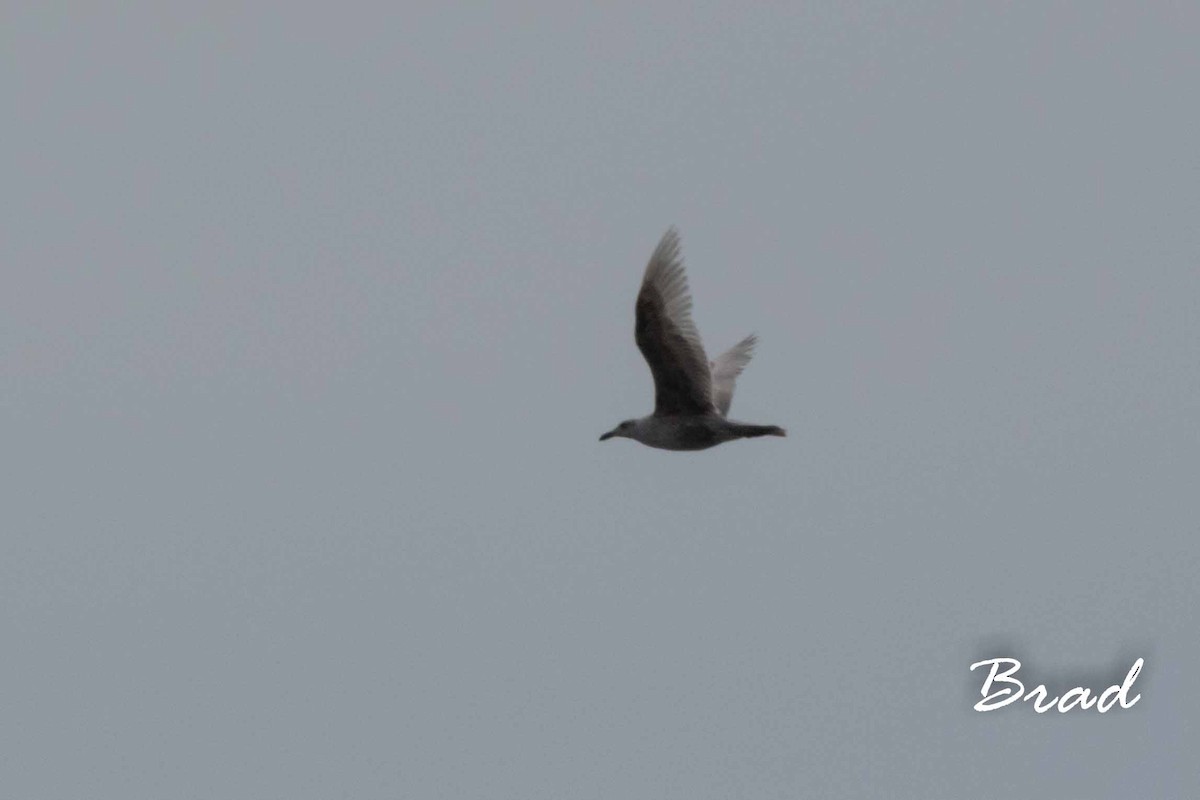 Glaucous-winged Gull - Brad Argue
