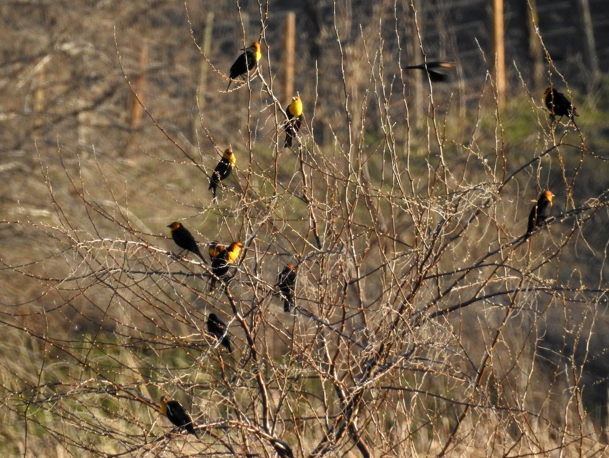 Yellow-headed Blackbird - ML89427251
