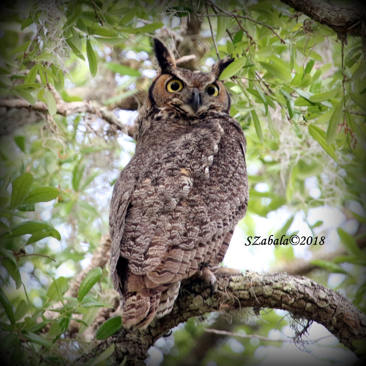 Great Horned Owl - ML89428491