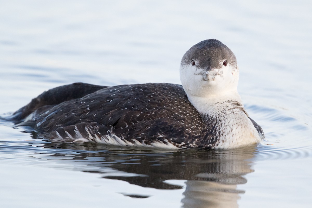 Red-throated Loon - ML89431511
