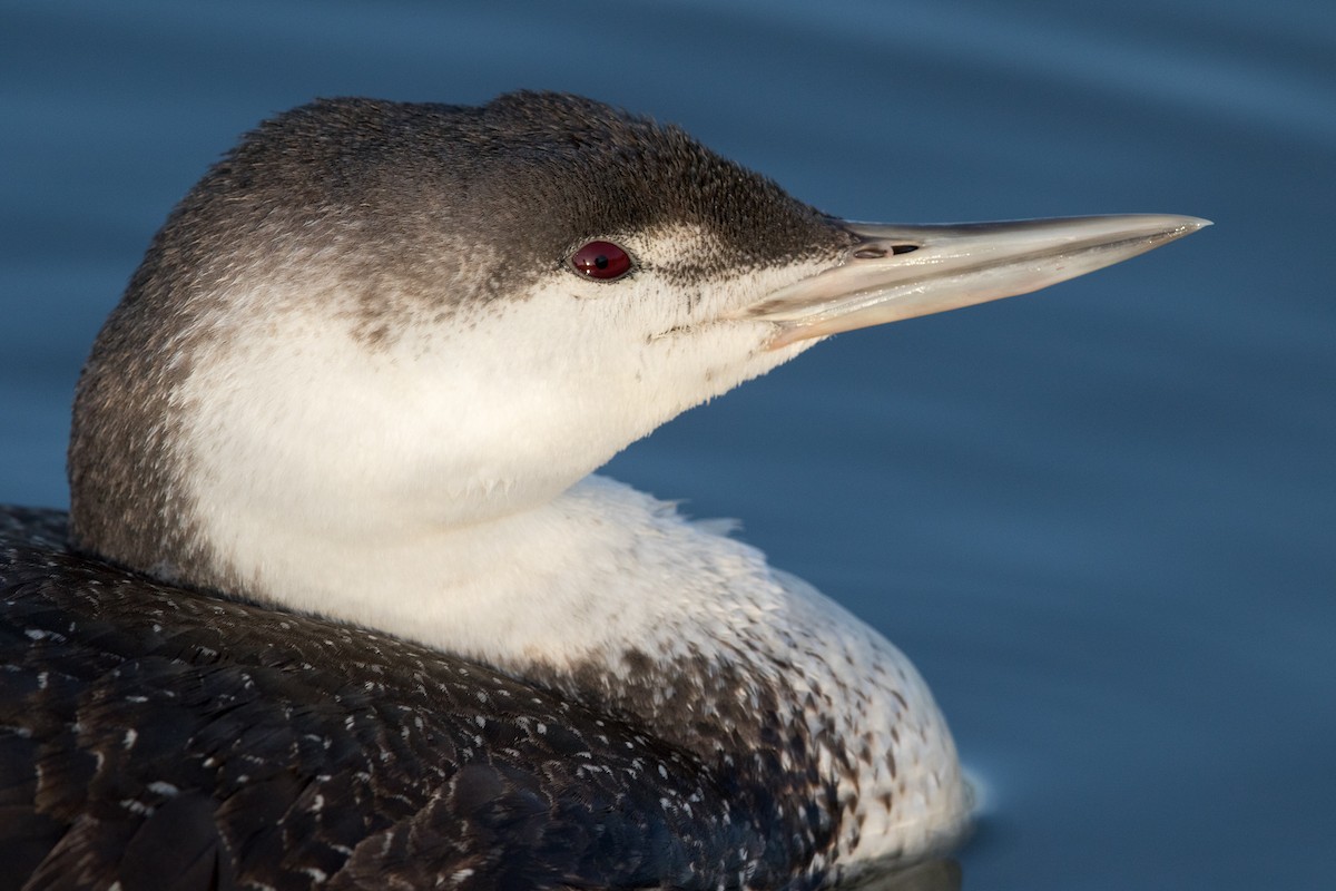 Red-throated Loon - ML89431521