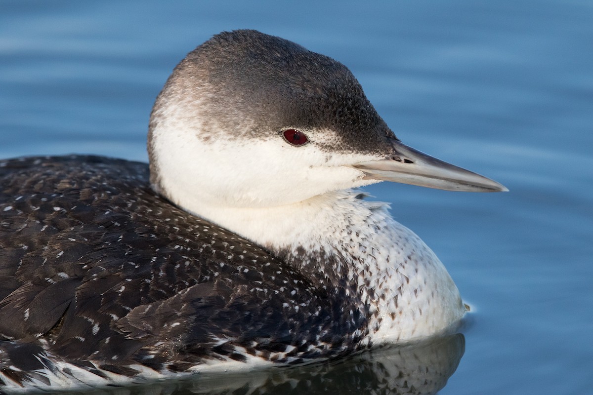 Red-throated Loon - ML89431531