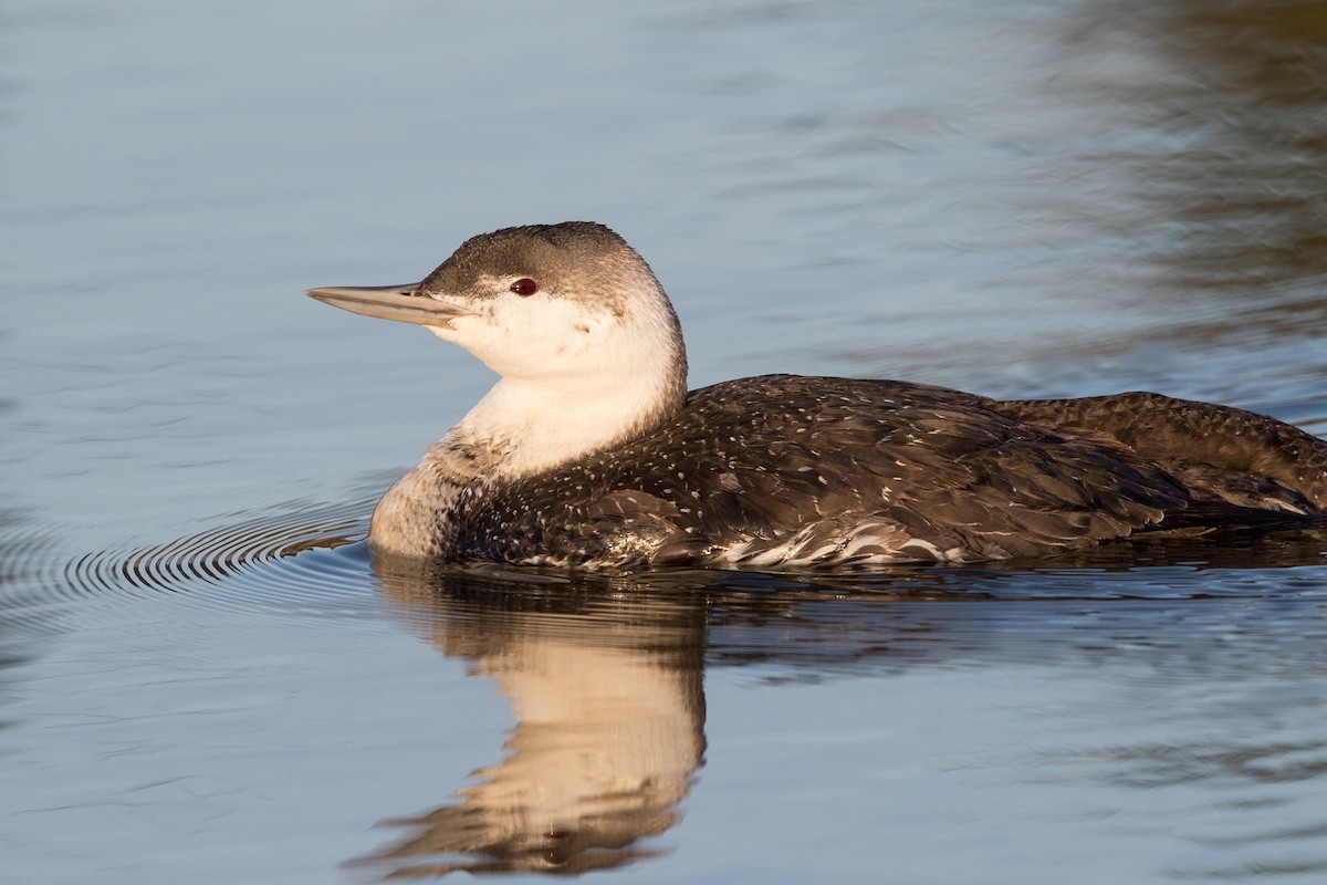 Red-throated Loon - ML89431551