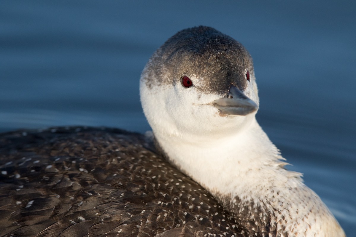 Red-throated Loon - ML89431561