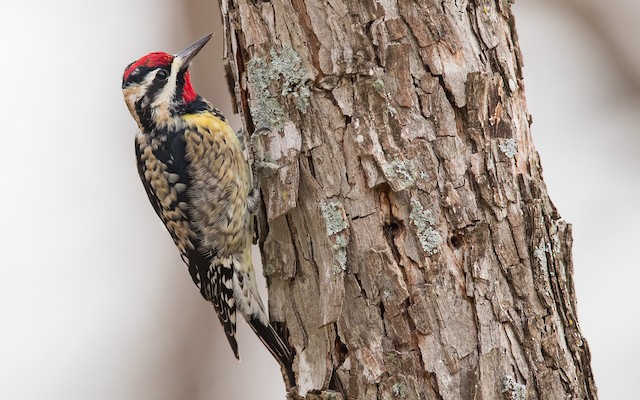© Mike Cameron - Yellow-bellied Sapsucker