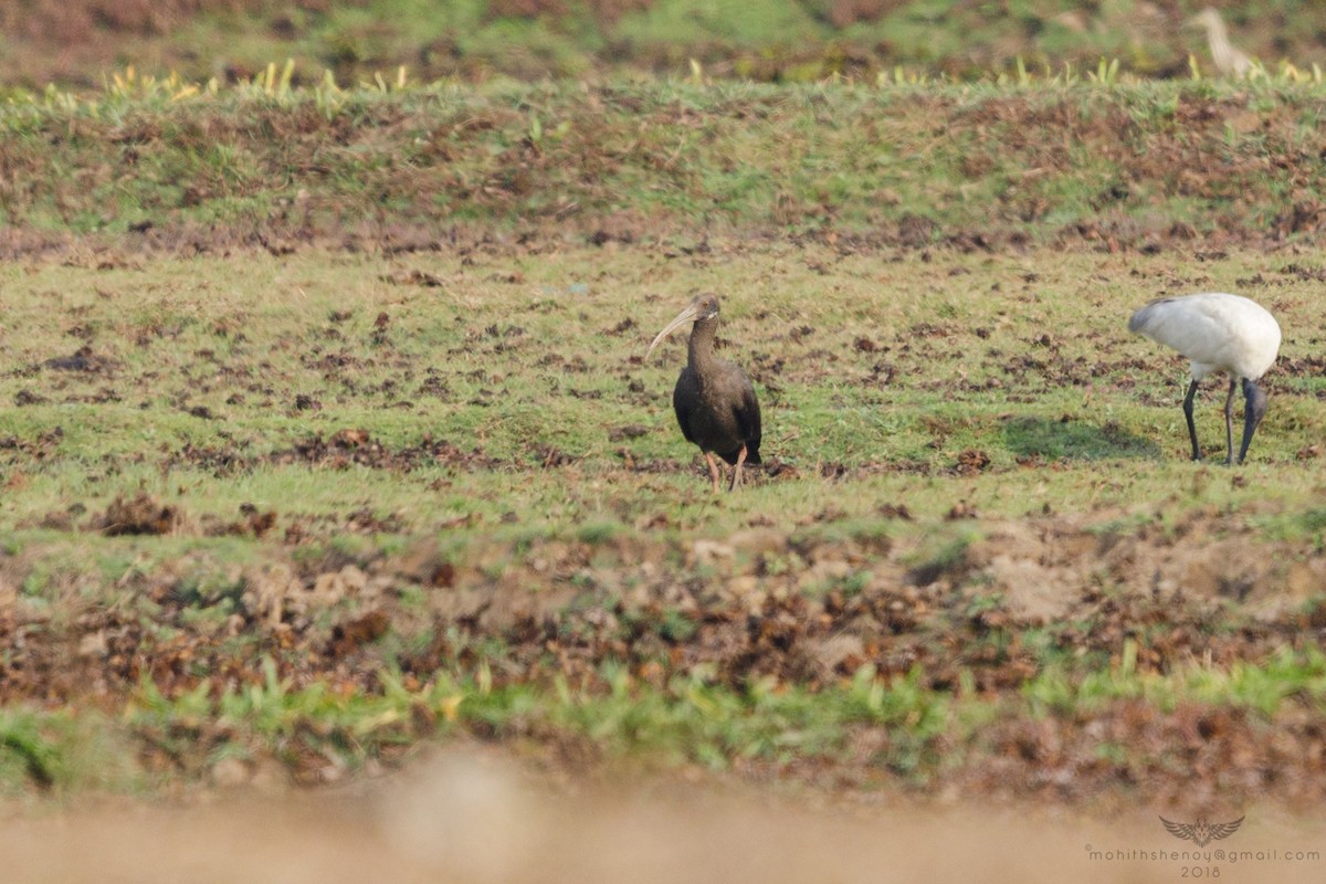 Red-naped Ibis - Mohith Shenoy