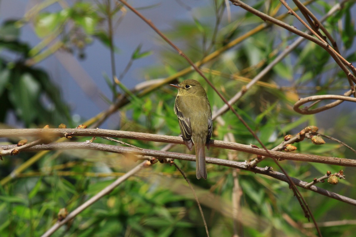 Western Flycatcher (Pacific-slope) - Sarah Ngo