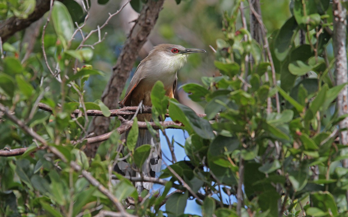 Great Lizard-Cuckoo (Cuban) - ML89435081
