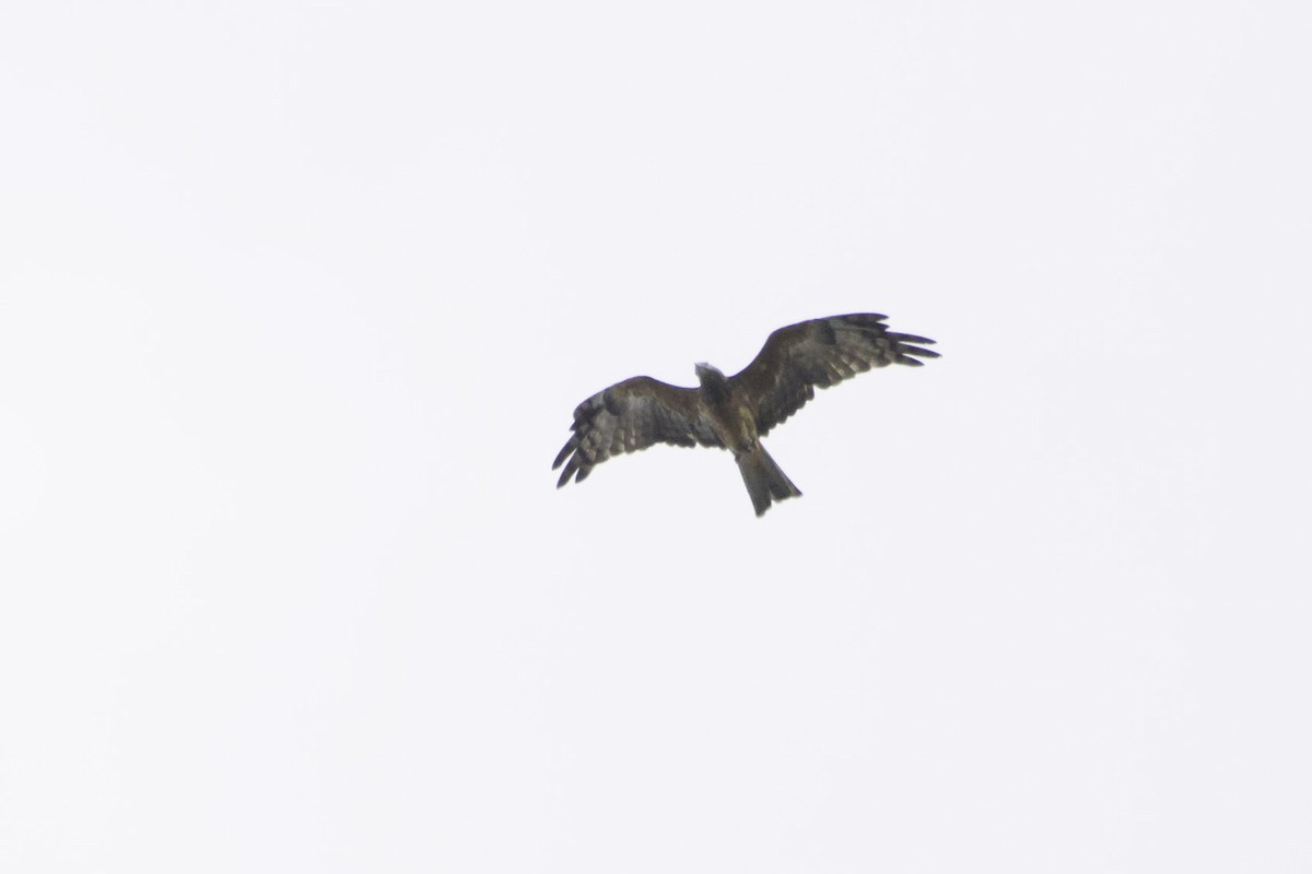 Square-tailed Kite - Paul Heath