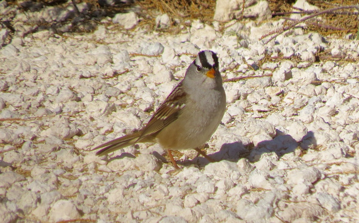 White-crowned Sparrow - ML89435451