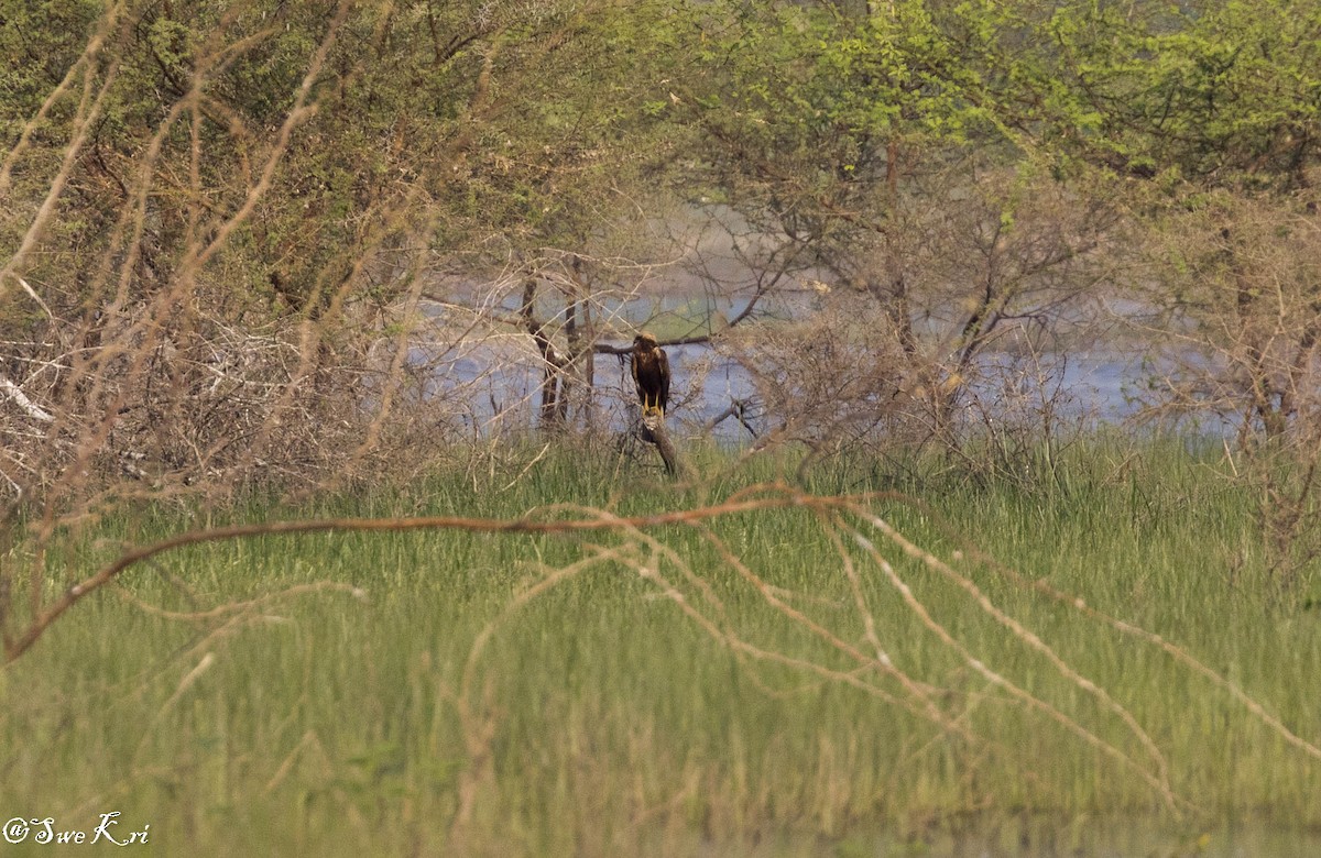 Western Marsh Harrier - Swetha Krishna