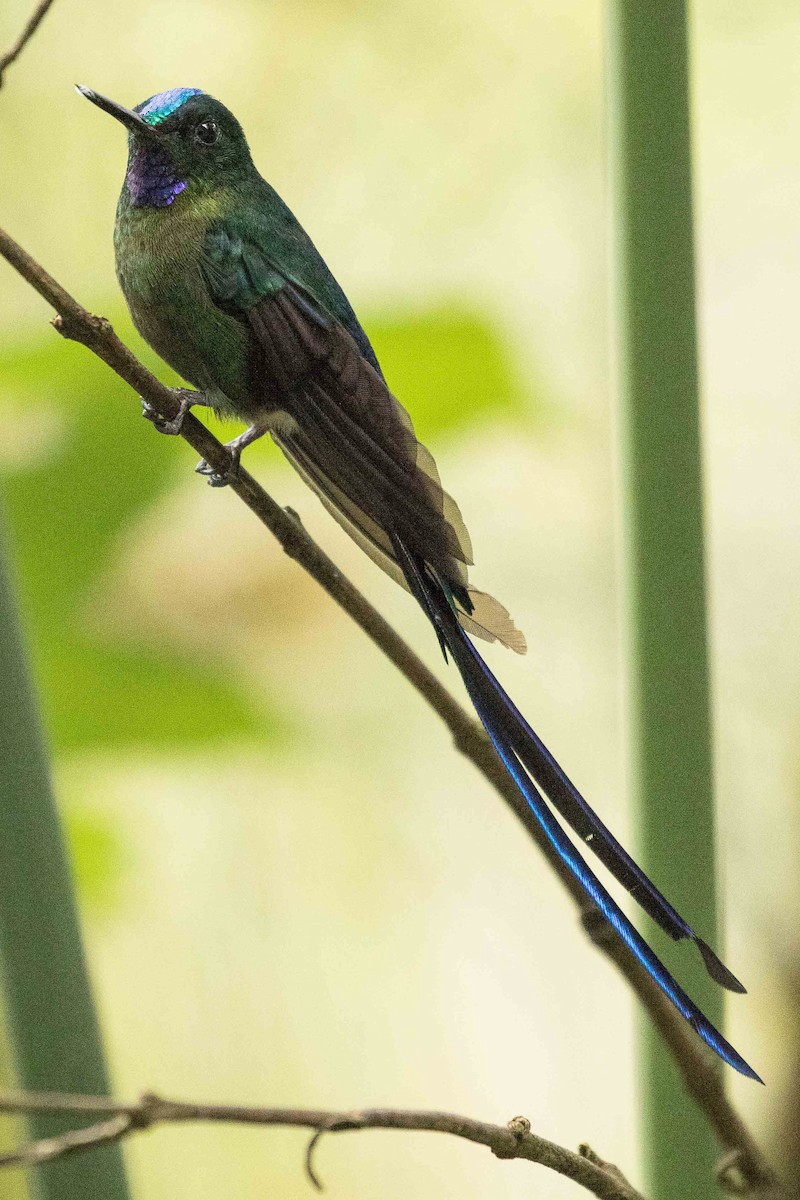 Long-tailed Sylph - Eric VanderWerf