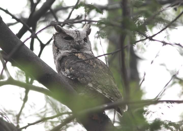 Indian Scops-Owl - PRITPAL PANJETA