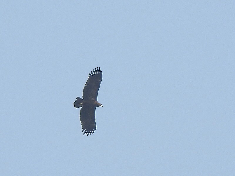 Greater Spotted Eagle - Rajaneesh  Ghadi