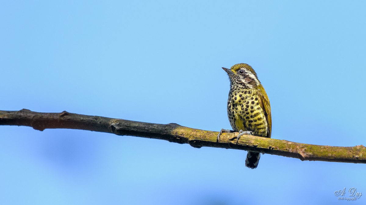 Speckled Piculet - ML89438201