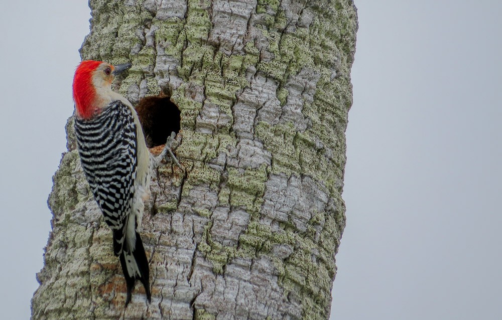 Red-bellied Woodpecker - ML89439841