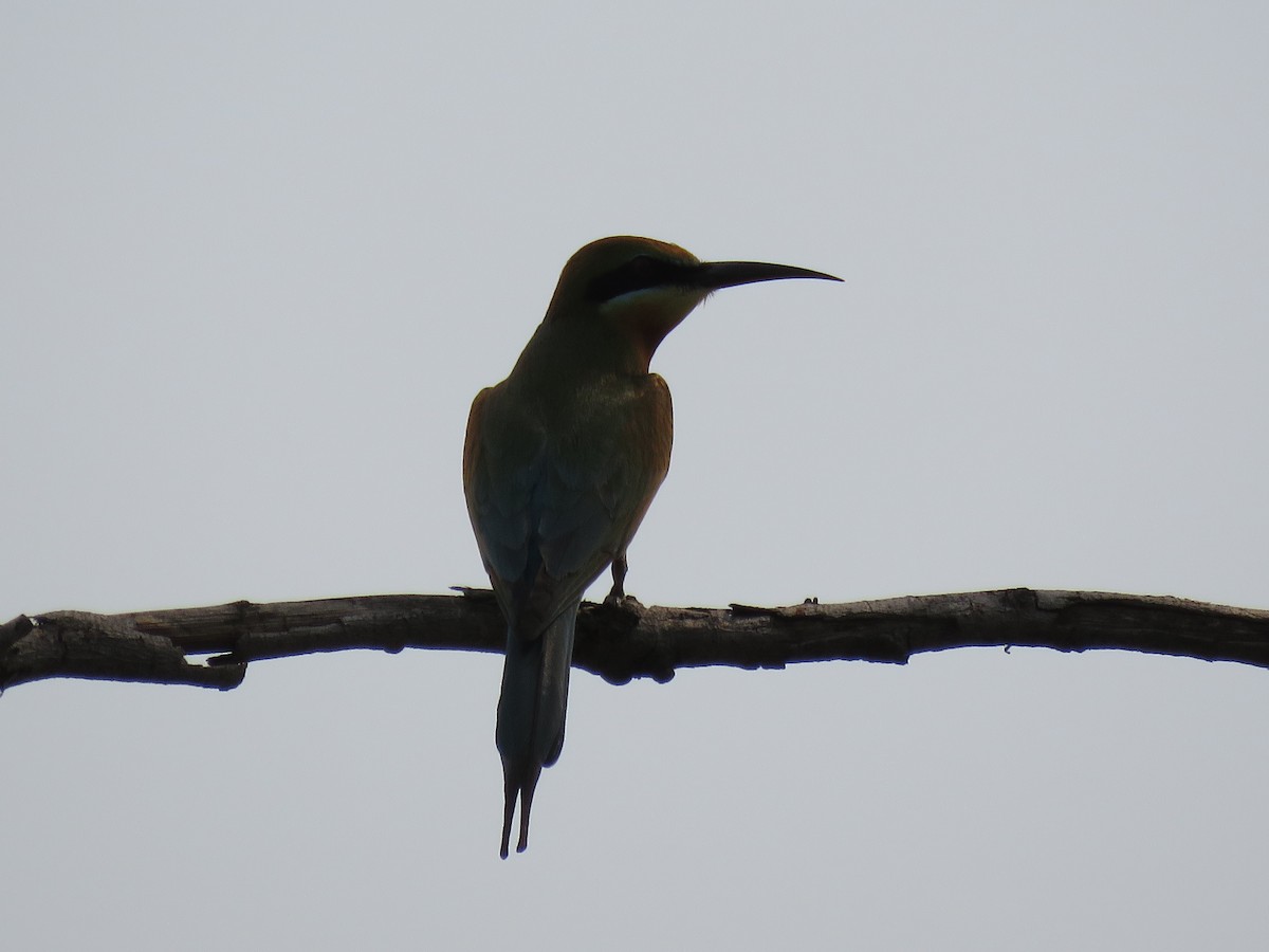 Blue-tailed Bee-eater - ML89440631