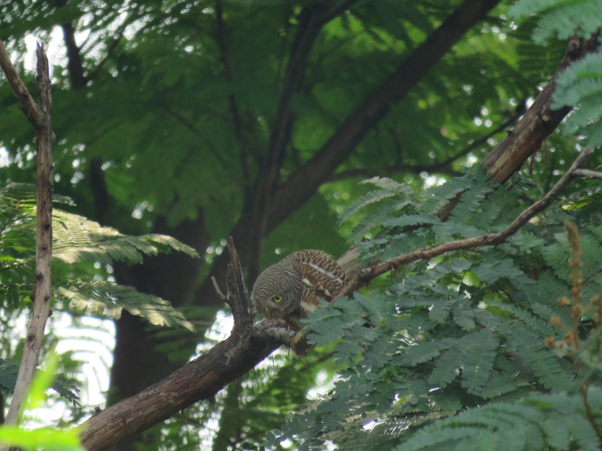 Asian Barred Owlet - ML89440811