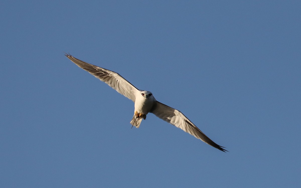 Black-shouldered Kite - Ged Tranter