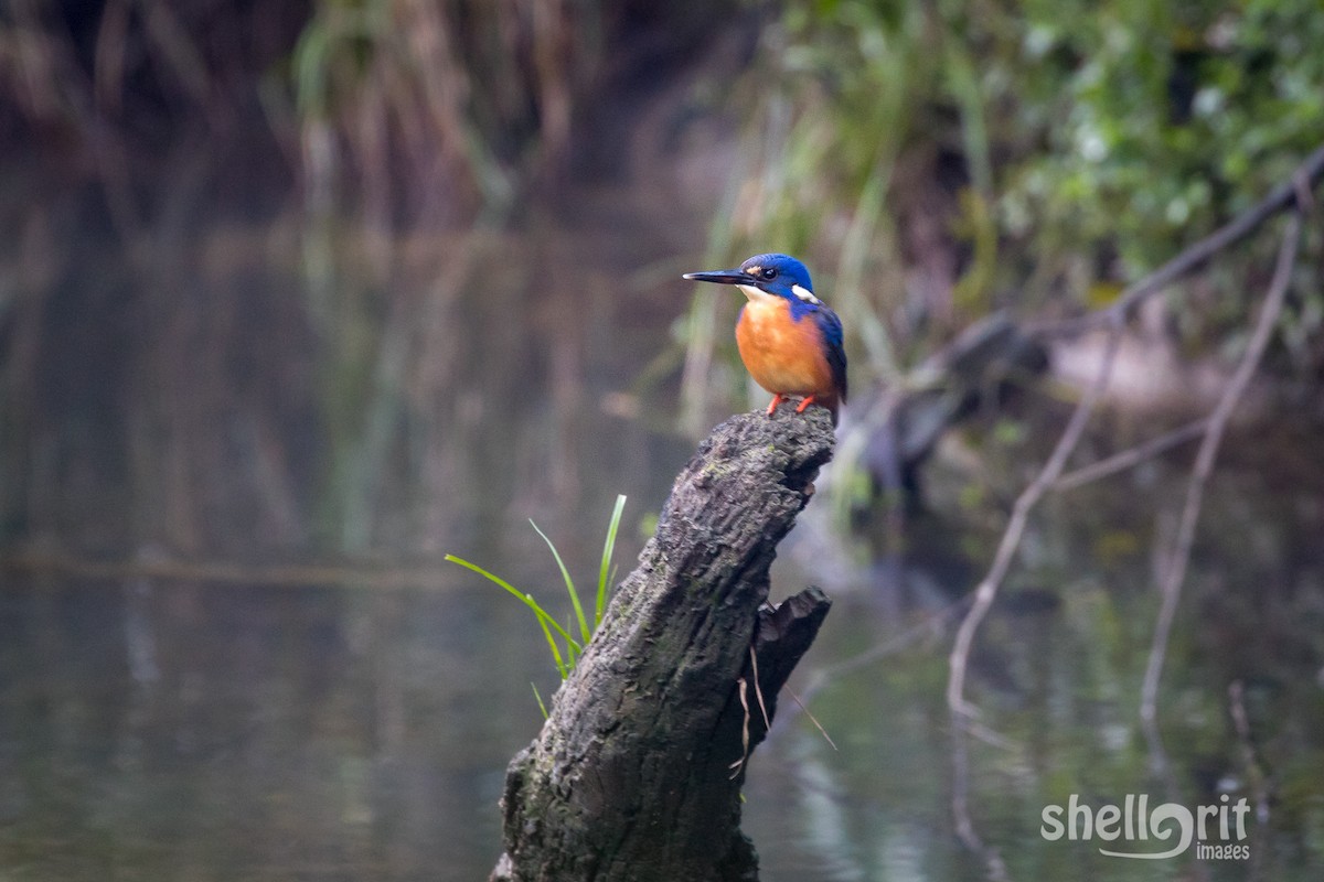 Azure Kingfisher - Luke Shelley