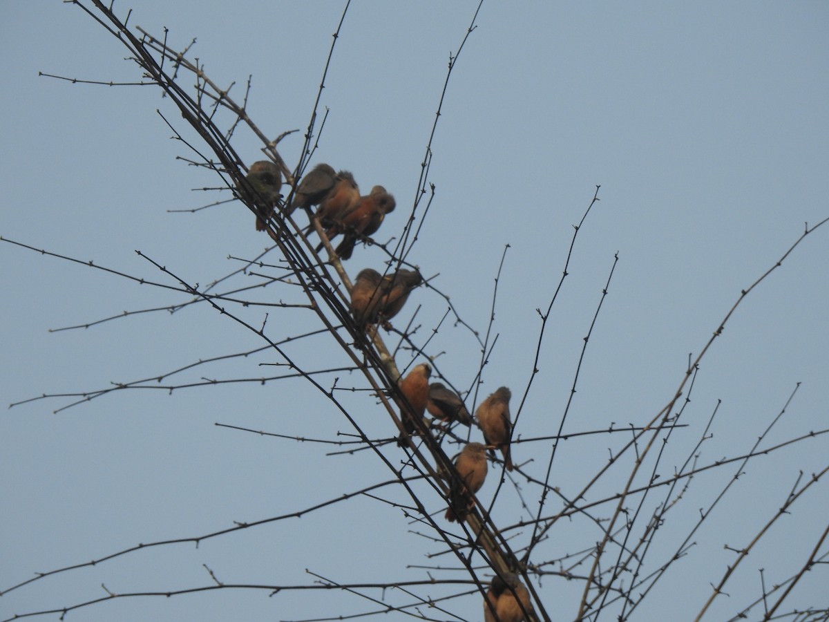 Chestnut-tailed Starling - Nagendra Nayak