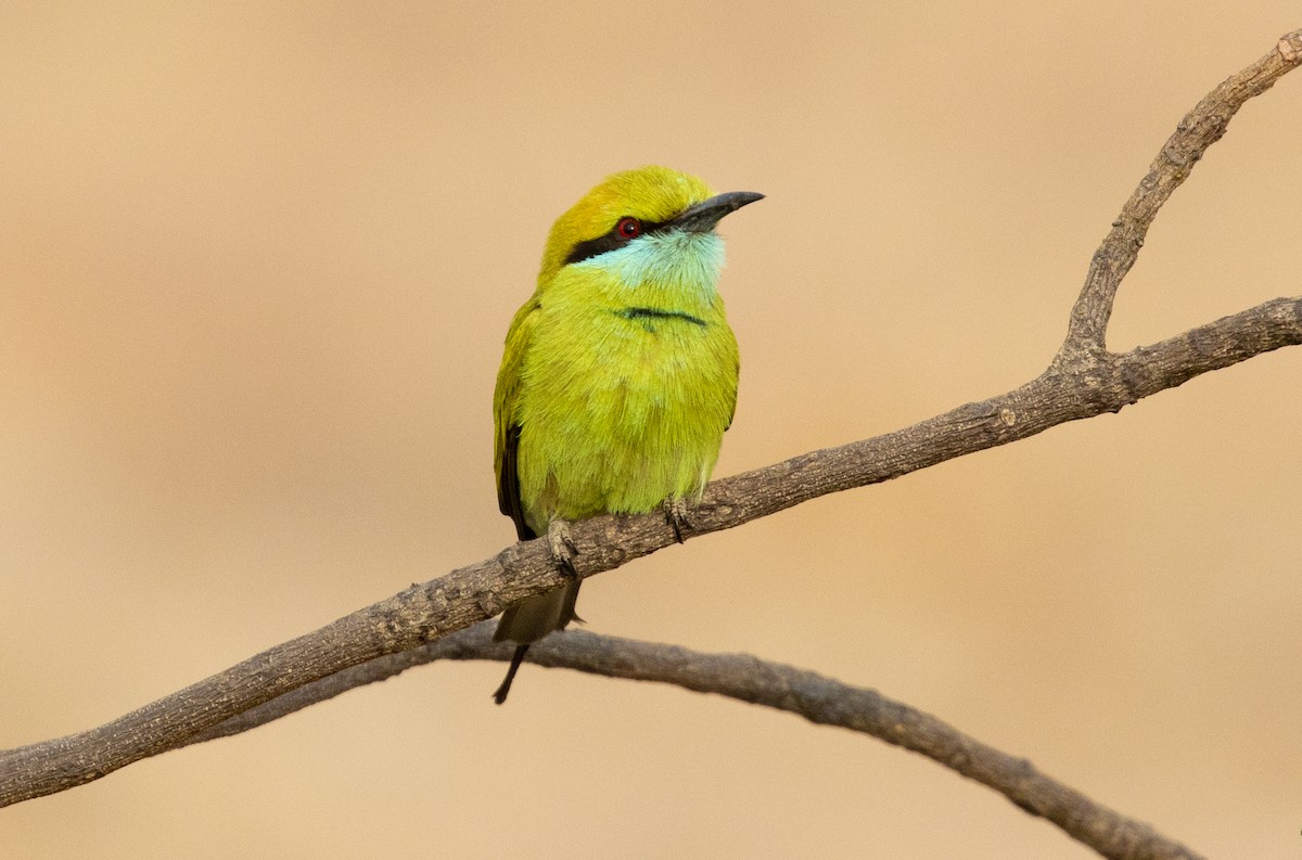 Asian Green Bee-eater - Swetha Krishna