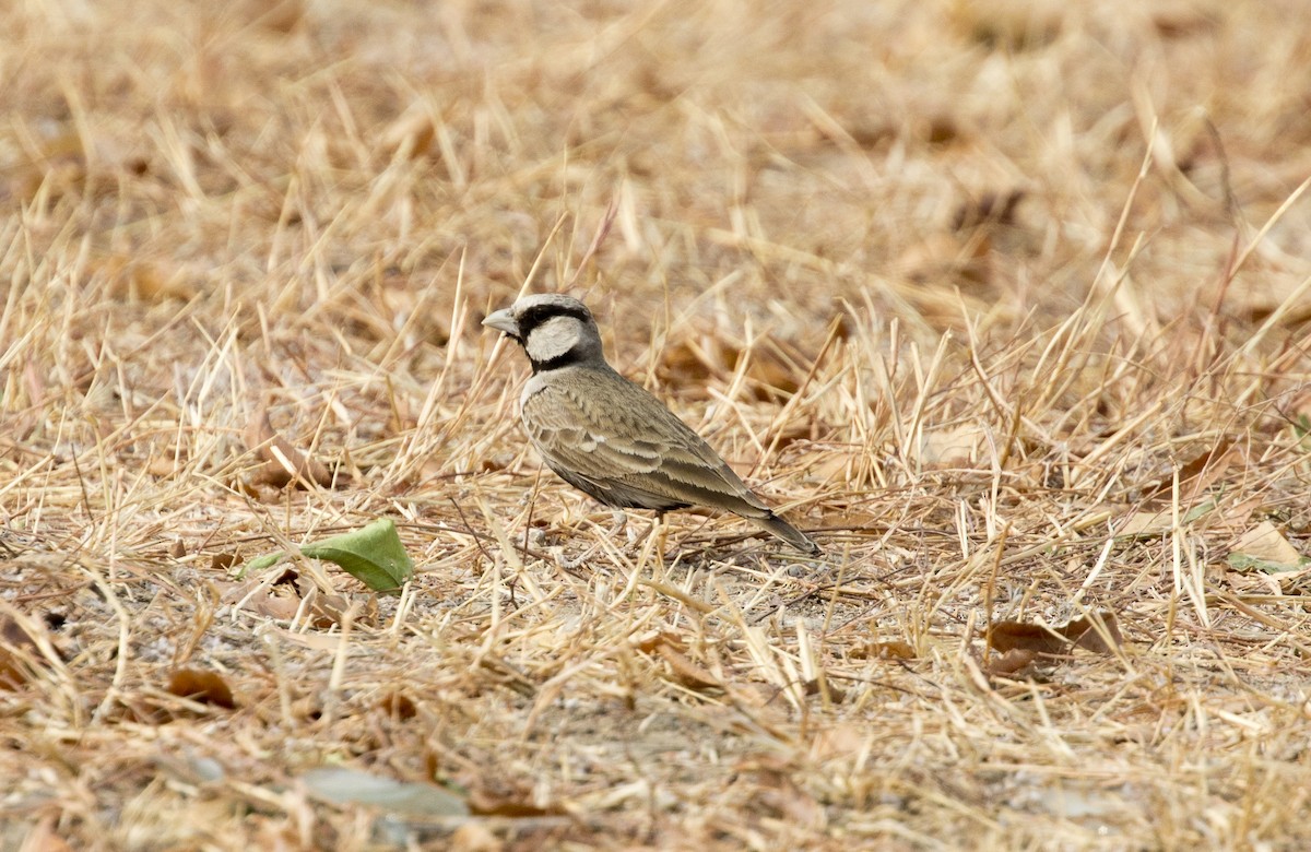 Ashy-crowned Sparrow-Lark - Swetha Krishna