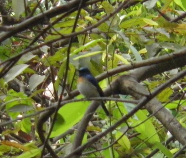 Blue-throated Flycatcher - Pradnyavant Mane
