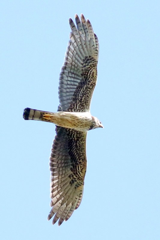 Long-winged Harrier - J. Simón Tagtachian